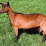 Alpska pasmina koza: karakteristike i sadržaj